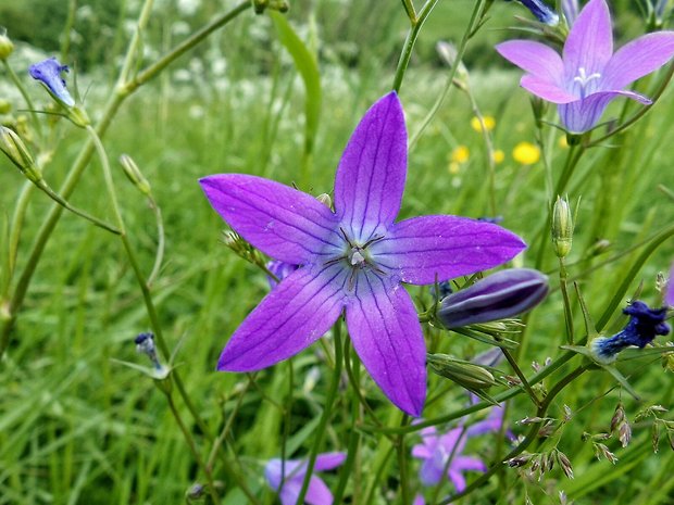 zvonček konáristý Campanula patula L.