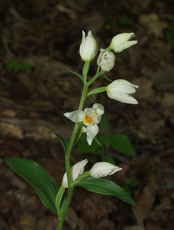 prilbovka biela Cephalanthera damasonium (Mill.) Druce