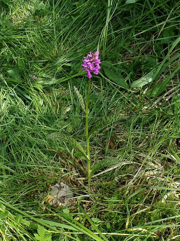 vstavačovec májový pravý Dactylorhiza majalis subsp. majalis (Reincherb.) Hunt & Summerh.