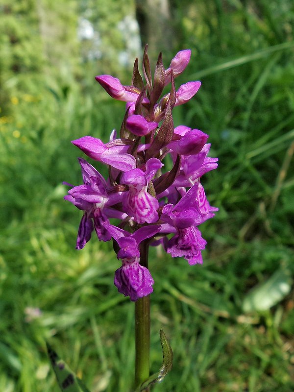 vstavačovec májový pravý Dactylorhiza majalis subsp. majalis (Reincherb.) Hunt & Summerh.