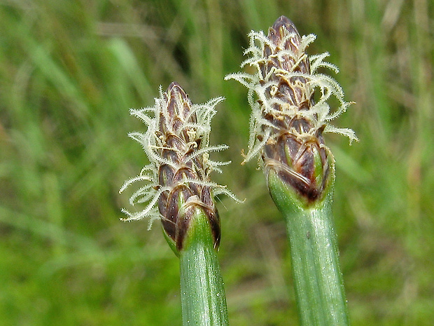 bahnička bradavkatá Eleocharis mamillata (H. Lindb.) H. Lindb.