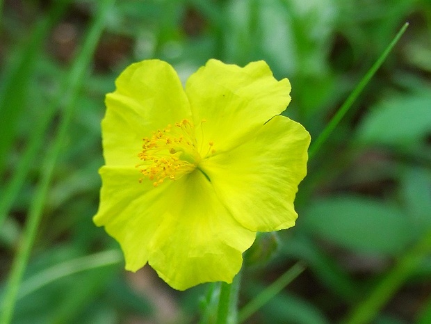 devätorník veľkokvetý Helianthemum grandiflorum (Scop.) DC.