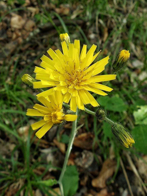 jastrabník Hieracium sp.