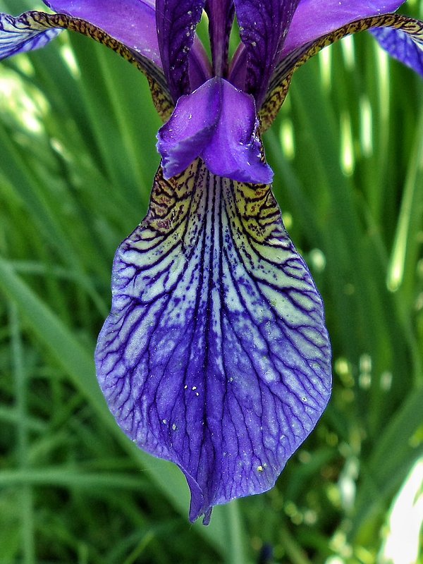 kosatec sibírsky Iris sibirica L.