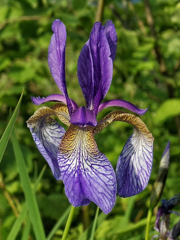 kosatec sibírsky Iris sibirica L.