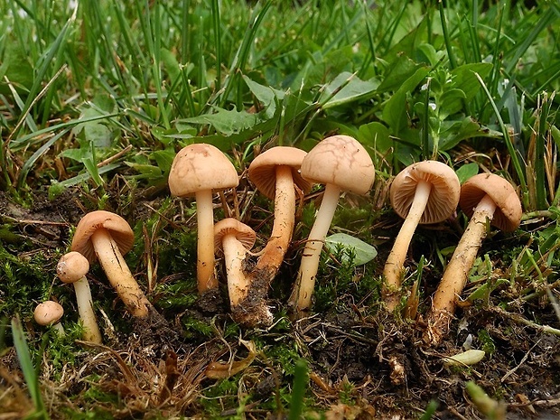 tanečnica poľná Marasmius oreades (Bolton) Fr.