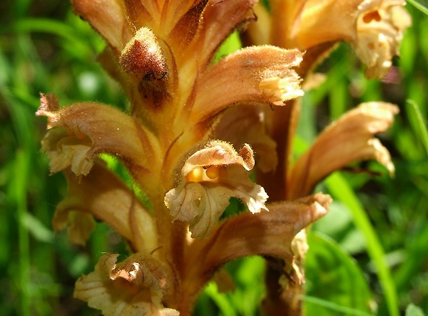 záraza žltá Orobanche lutea Baumg.