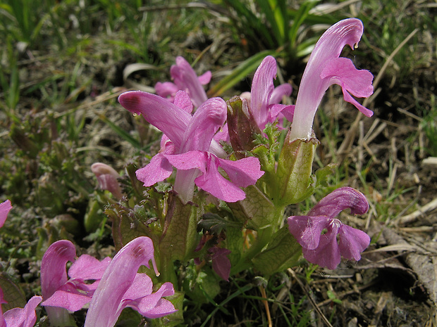 všivec lesný Pedicularis sylvatica L.