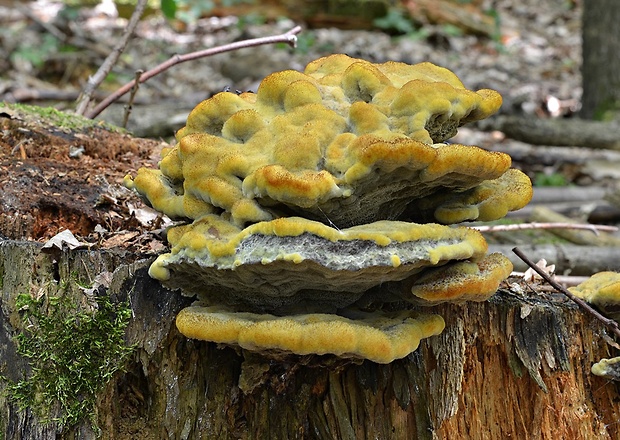 hnedák Schweinitzov Phaeolus schweinitzii (Fr.) Pat.