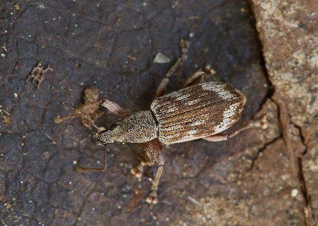 . Polydrusus tereticollis