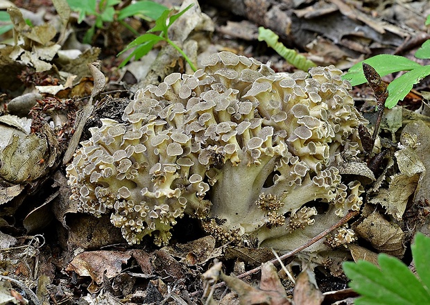 trúdnik klobúčkatý Polyporus umbellatus (Pers.) Fr.