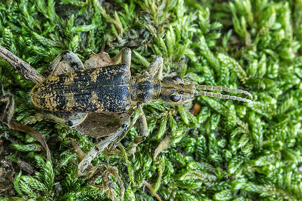 fuzáč žltoškvrnný  Rhagium sycophanta