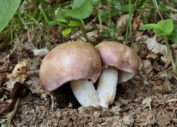 plávka mandľová Russula vesca Fr.