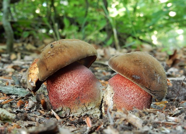 hríb zrnitohlúbikový Sutorius luridiformis (Rostk.) G. Wu & Zhu L. Yang