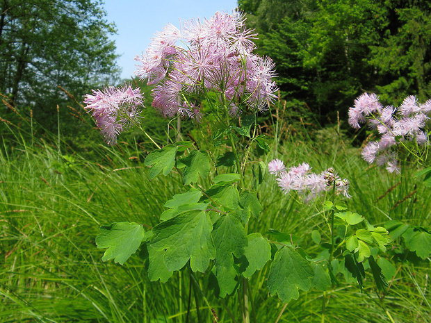 žltuška orlíčkolistá Thalictrum aquilegiifolium L.