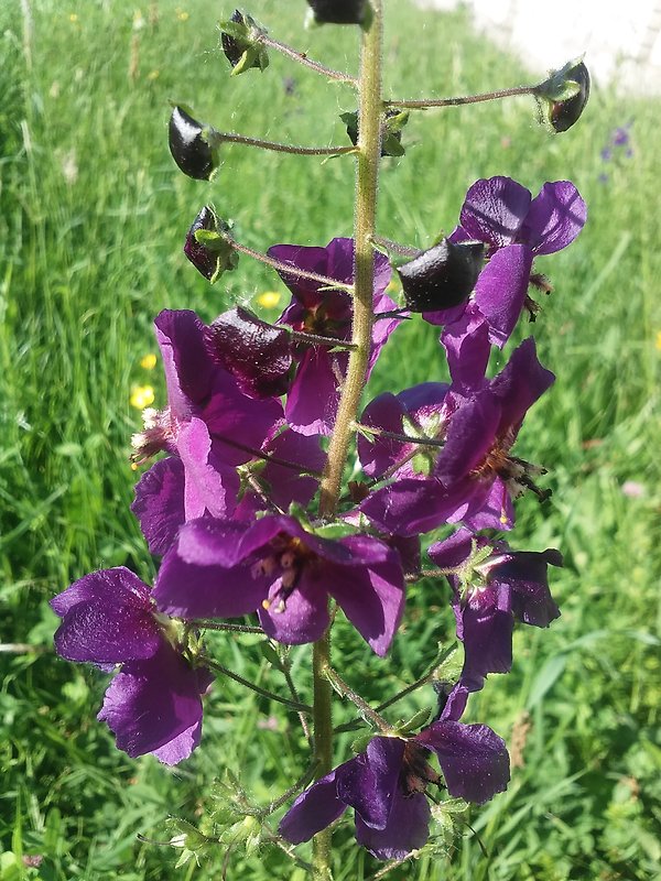 divozel tmavočervený Verbascum phoeniceum L.