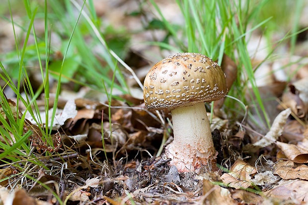 muchotrávka červenkastá Amanita rubescens Pers.