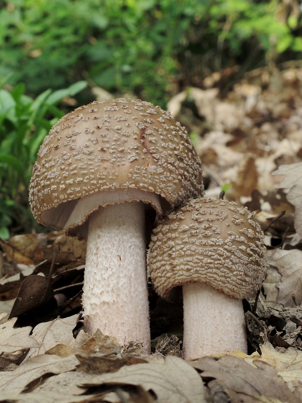 muchotrávka červenkastá Amanita rubescens Pers.