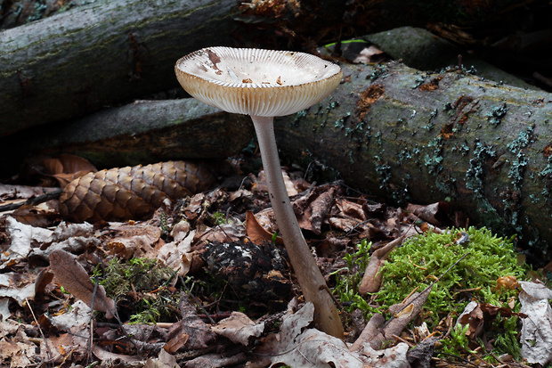 muchotrávka pošvatá Amanita vaginata (Bull.) Lam.