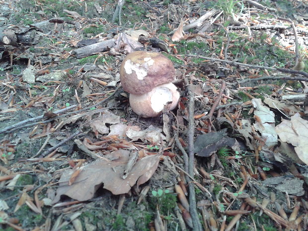 hríb dubový Boletus reticulatus Schaeff.