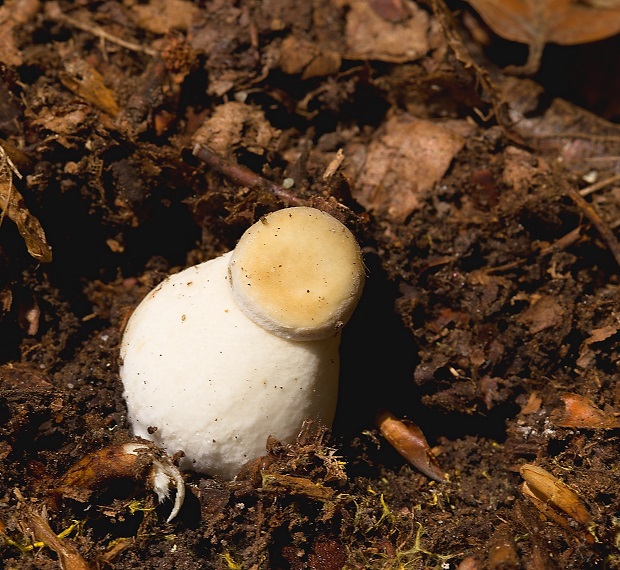 hríb dubový Boletus reticulatus Schaeff.