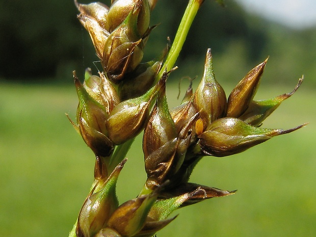 ostrica odchylná Carex appropinquata Schum.