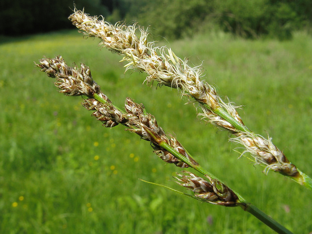 ostrica metlinatá Carex paniculata L.