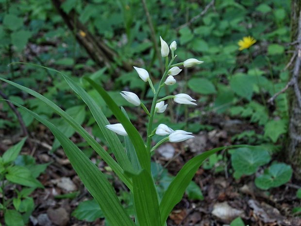 prilbovka dlholistá Cephalanthera longifolia (L.) Fritsch