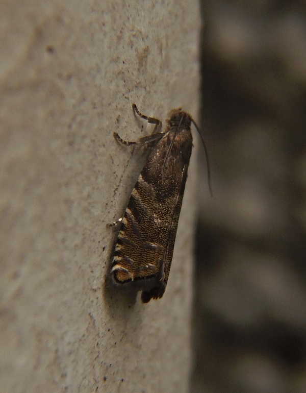 plodokaz šiškový Cydia strobilella Linnaeus, 1758