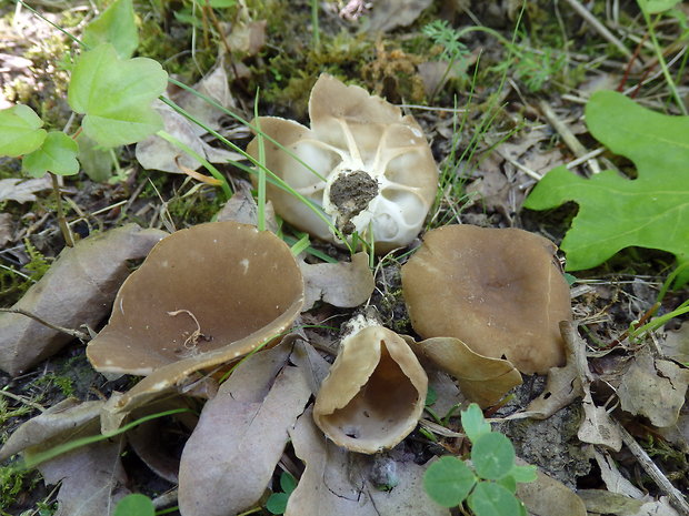 chriapač kalíškovitý Helvella acetabulum (L.) Quél.