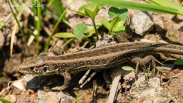 jašterica krátkohlavá Lacerta agilis (Linnaeus, 1758)