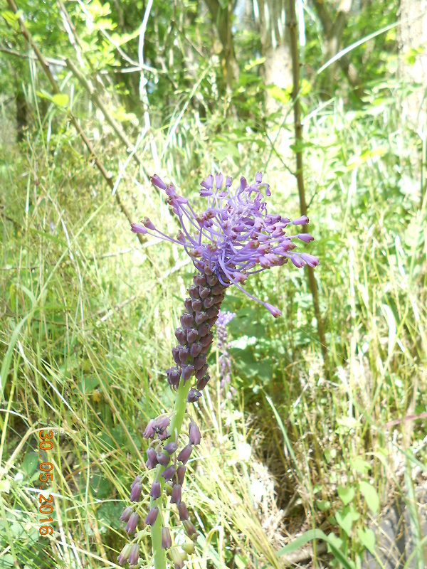 leopoldia chochlatá Leopoldia comosa (L.) Parl.