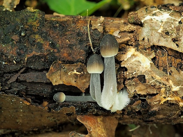 prilbička Mycena sp.