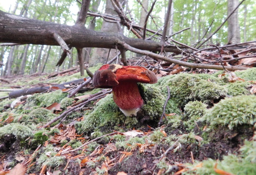 hríb zrnitohlúbikový červený Neoboletus luridiformis var. rubropileus (Dermek) Šutara