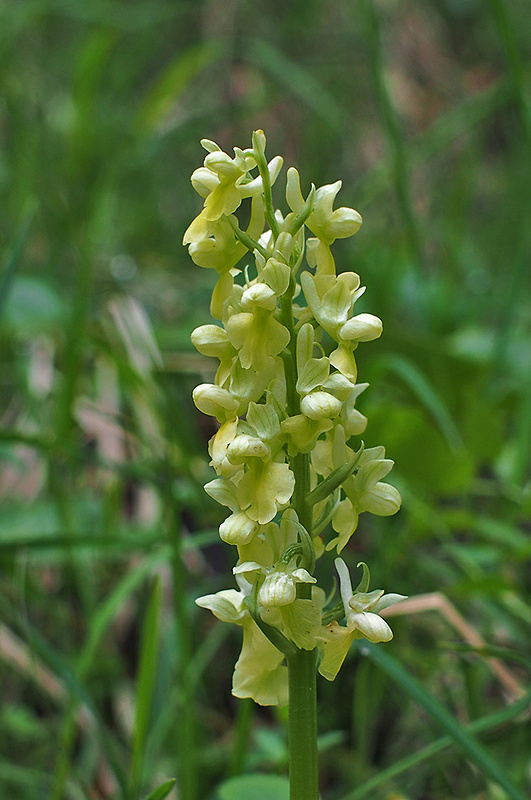 vstavač bledý Orchis pallens L.