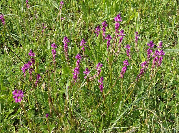 horčinka väčšia? Polygala major Jacq.