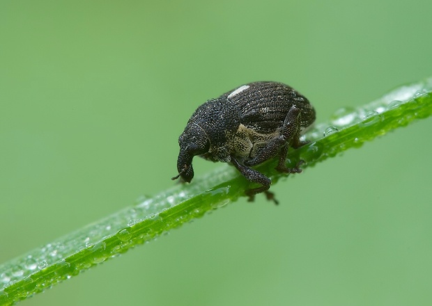 . Rhinoncus pericarpius