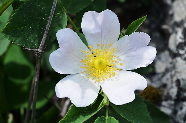 ruža šípová Rosa canina L.