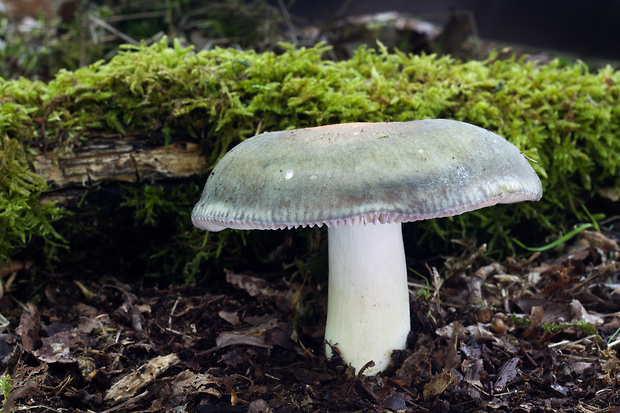 plávka modrastá Russula cyanoxantha (Schaeff.) Fr.