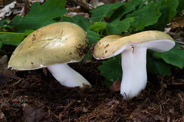 plávka buková Russula heterophylla (Fr.) Fr.