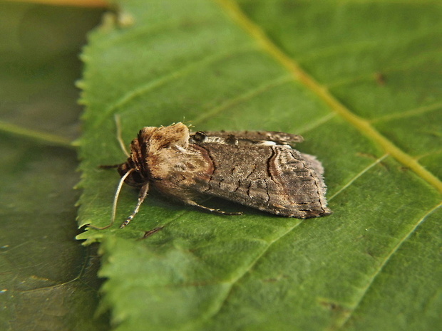 mora čiernočiara   /   kovolesklec černočárný Abrostola triplasia Linnaeus, 1758