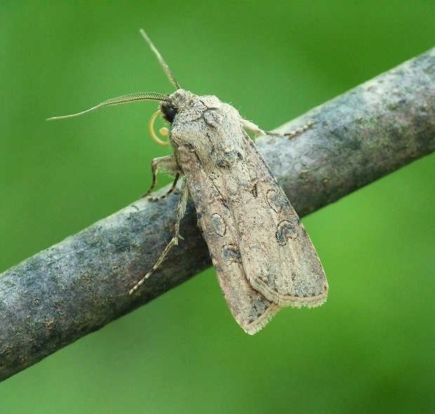 siatica oziminová Agrotis segetum