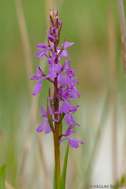 červenohlav močiarny Anacamptis palustris (Jack.) R. M. Bateman, A. M. Pringeon & M. W. Chase