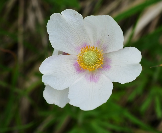 veternica lesná Anemone sylvestris L.