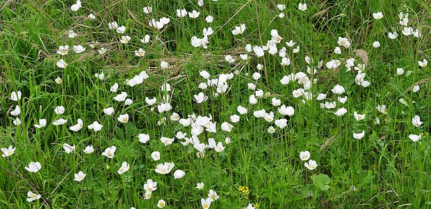 veternica lesná Anemone sylvestris L.