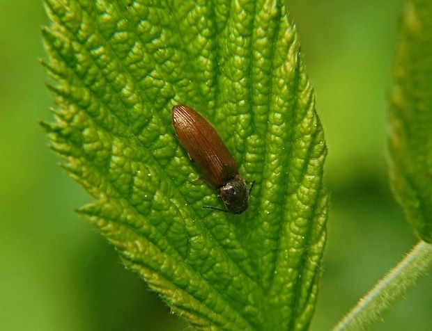 kováčik hladký  /  kovařík hladký  Athous subfuscus O.F. Müller, 1767