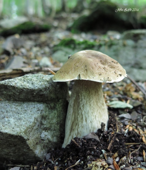 hríb smrekový Boletus edulis Bull.