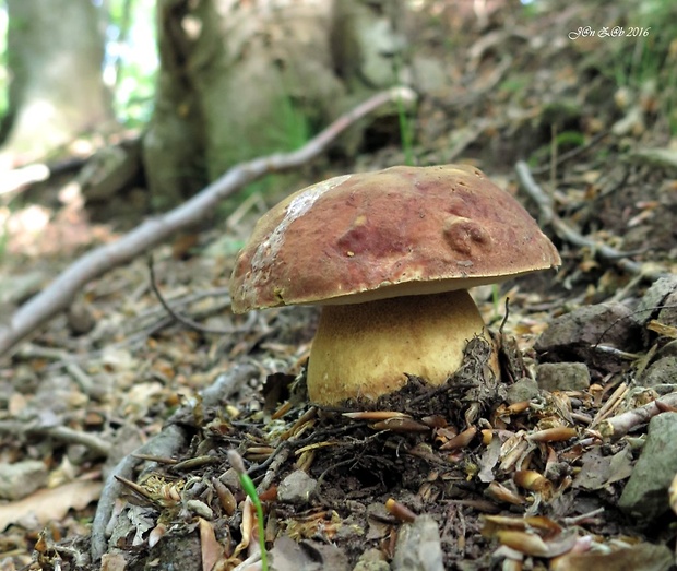 hríb sosnový Boletus pinophilus Pil. et Dermek in Pil.