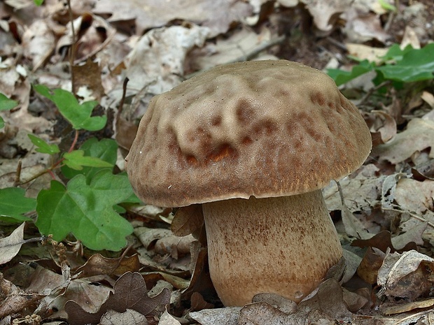 hríb dubový Boletus reticulatus Schaeff.