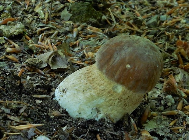 hríb dubový Boletus reticulatus Schaeff.